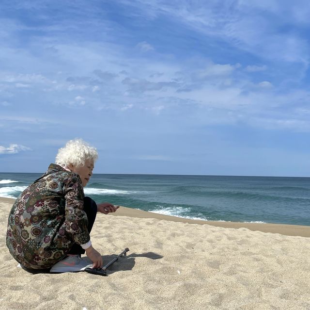 소나무 숲과 어우러진 강릉 송정해수욕장🌲