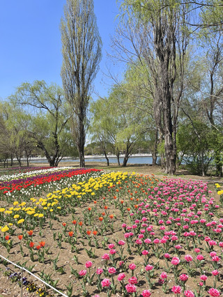 [和平公園] 秘密鬱金香景點🌷