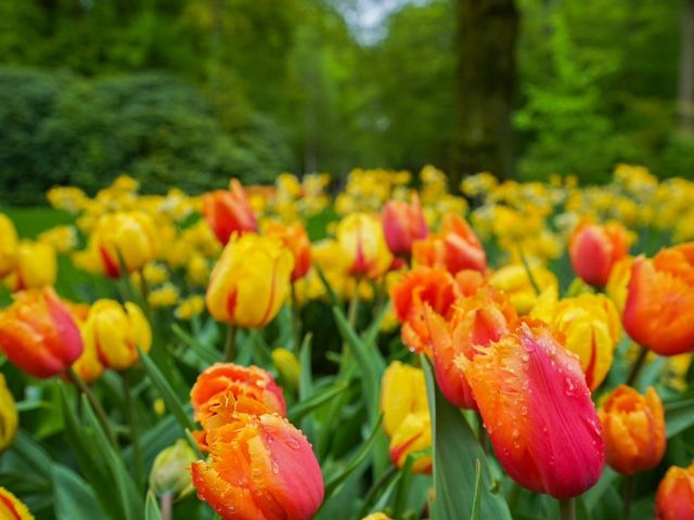 荷蘭🇳🇱全世界最大最美鬱金香花園🌷 荷蘭🇳🇱全世界最大最美鬱金香花園🌷