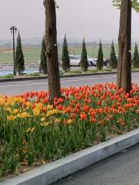 튤립, 수선화를 한 곳에서 만나볼 수 있는 아산 피나클랜드 🌷