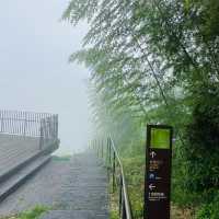 阿里山 隙頂象山 茶林步道