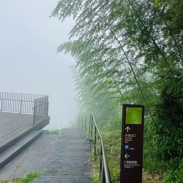 阿里山 隙頂象山 茶林步道
