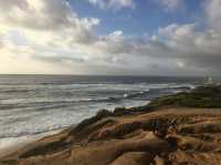 물개가 살고있는 샌디에고 La jolla cove 🖼️