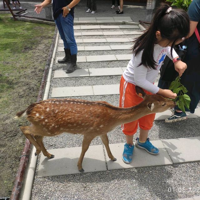 張美阿嬤農場水豚君梅花鹿好療癒