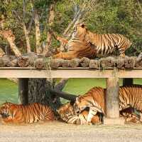 泰國最大野生動物園Safari world
