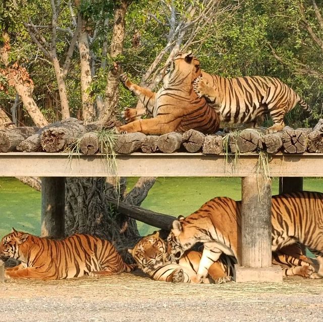 泰國最大野生動物園Safari world