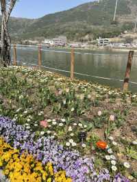 튤립과 벚꽃의 콜라보, 옥연지 송해공원🌸🌷