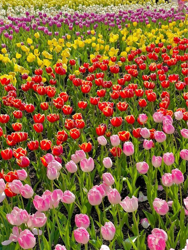 에버랜드는 지금 튤립축제중🌷🌷🌷