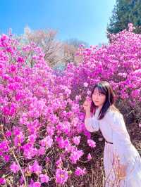 벚꽃+진달래를 한번에 볼 수 있는 진달래꽃동산🌸🤍