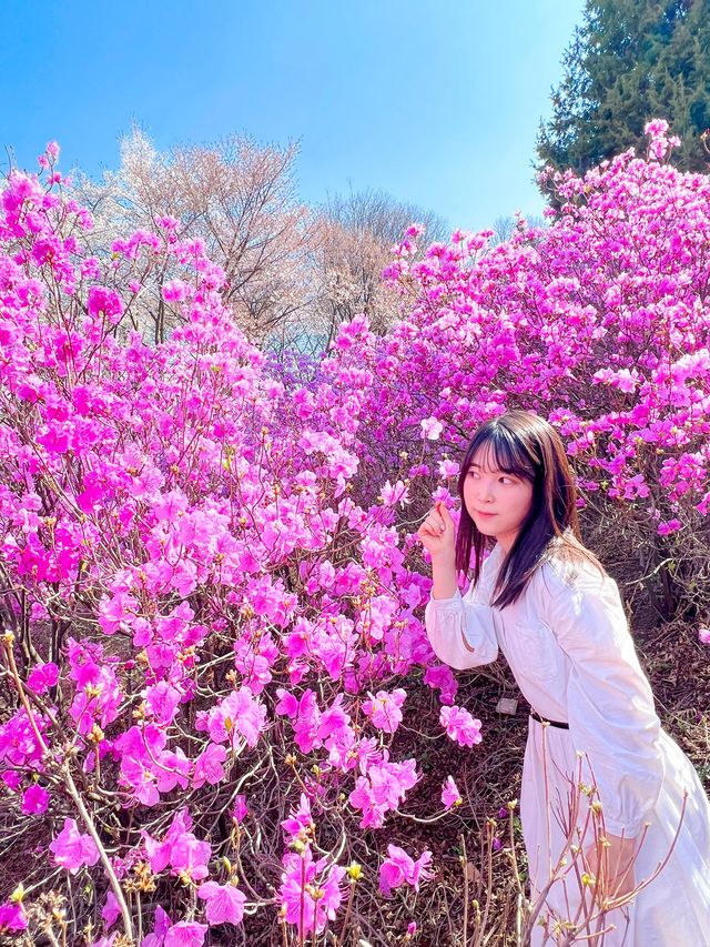 벚꽃+진달래를 한번에 볼 수 있는 진달래꽃동산🌸🤍
