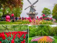 荷蘭🇳🇱全世界最大最美鬱金香花園🌷