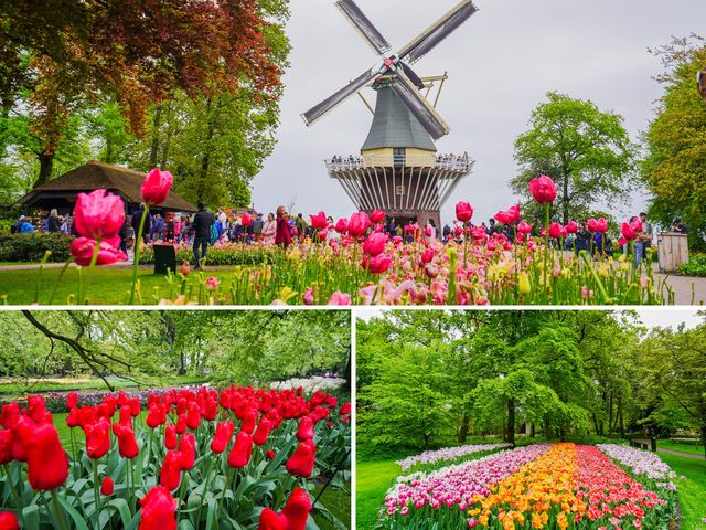 荷蘭🇳🇱全世界最大最美鬱金香花園🌷