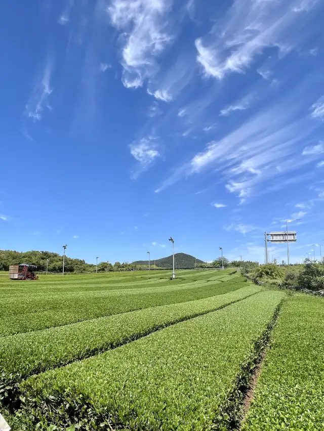  濟州島遊記：綠油油的怡人景色  Osulloc茶博物館 🍵