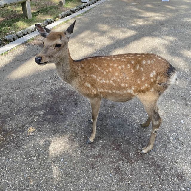 名勝「奈良公園」観光客で賑わい鹿は元気でした