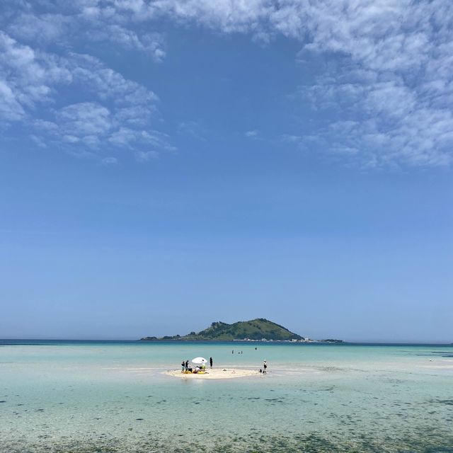 야자수가 드리운 얕은 해변 금능해수욕장🌴🌊