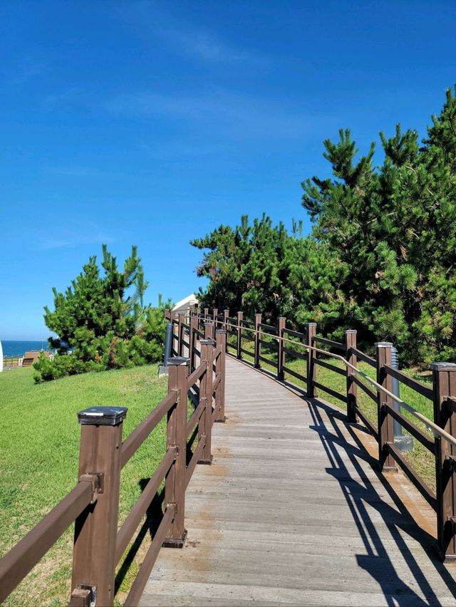 바다아닌 숲속에서 힐링하는 간절곶공원🌲