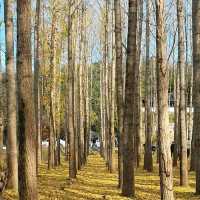 도리마을, 경주 은행나무숲🍂