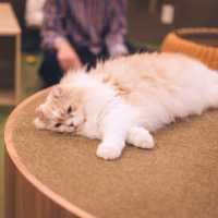 【東京】秋葉原の癒し空間🐈🐾「猫カフェ MOCHA」