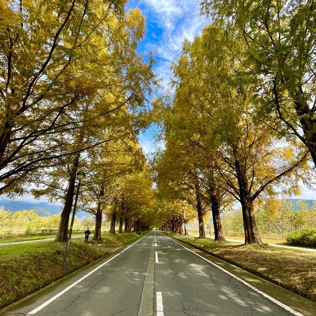 Metasequoia Majesty: Nature's Elegance