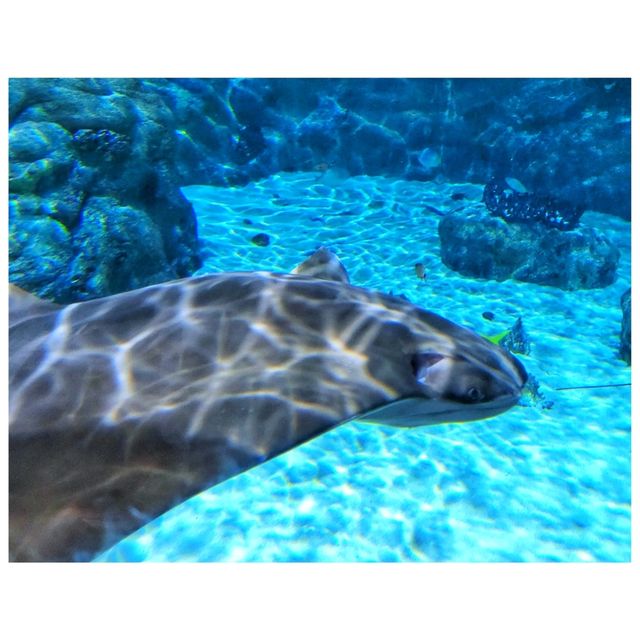 動物保育。海洋公園 