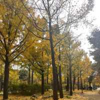 Free Park in Seoul during Autumn for 🍁🍂