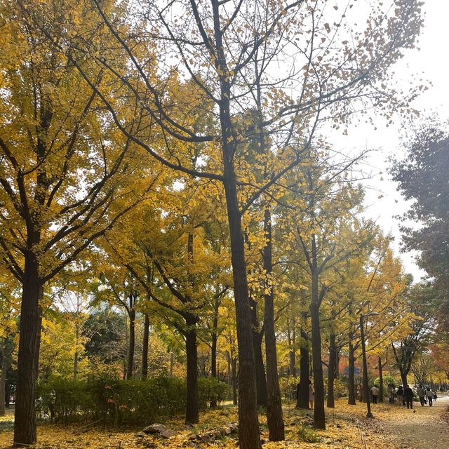 Free Park in Seoul during Autumn for 🍁🍂