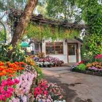 Dining in flower paradise