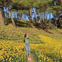 곧 시작되는 수선화 축제🌼