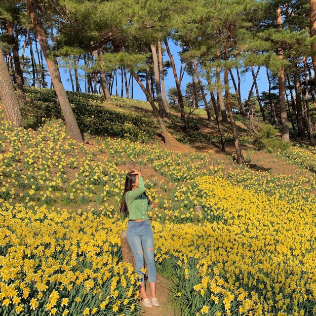 곧 시작되는 수선화 축제🌼