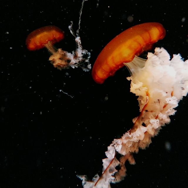 京都水族館新展示エリア！クラゲワンダー