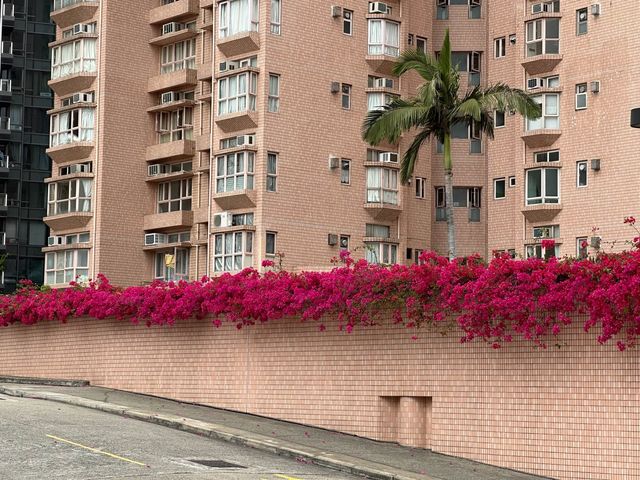 香港賞花 | 屯門 | 簕杜鵑與宮粉羊蹄甲