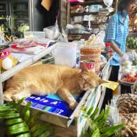 "ตลาดบ้านใหม่"