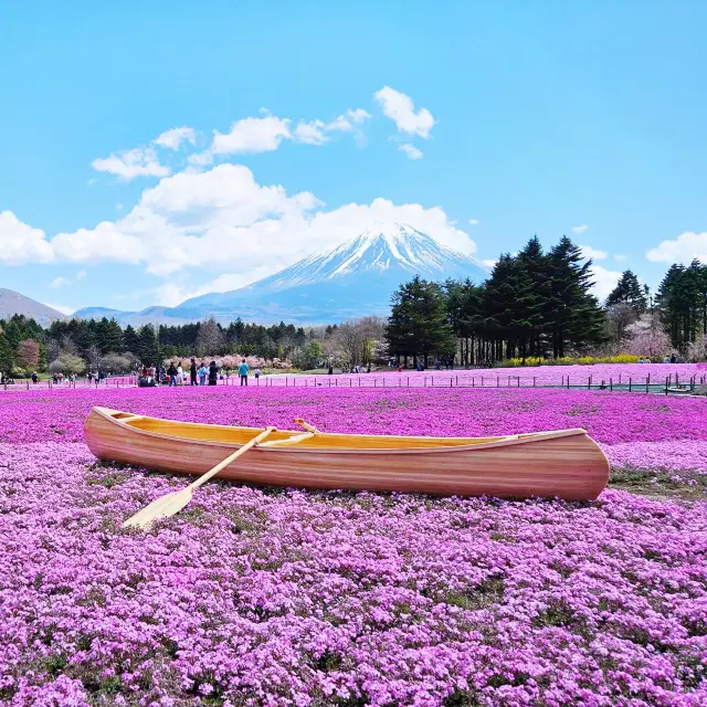 粉紅控必到的粉紅色花海🌸富士山芝櫻祭🌸