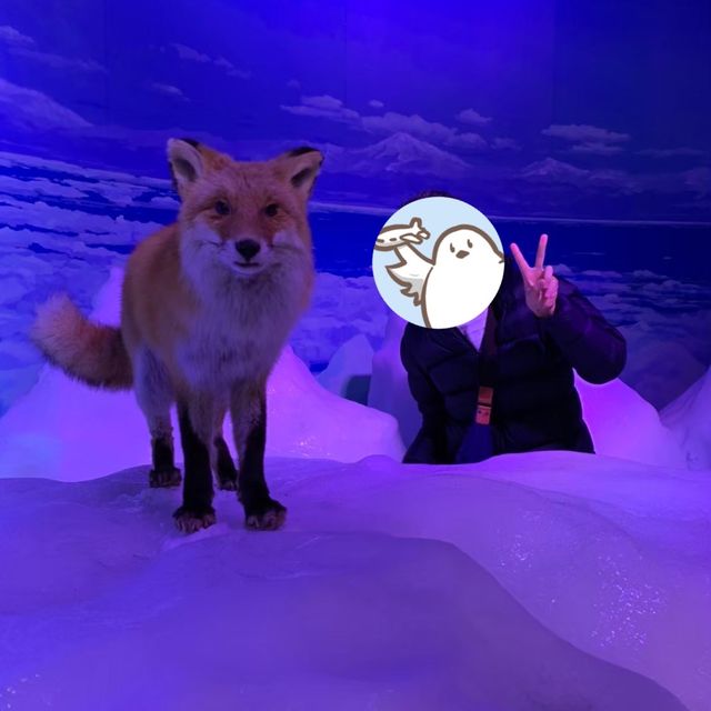 【北海道】クリオネがいっぱい！オホーツク流氷館