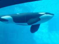 【愛知】日本で2ヶ所！シャチが見られる水族館