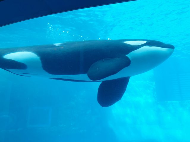 【愛知】日本で2ヶ所！シャチが見られる水族館