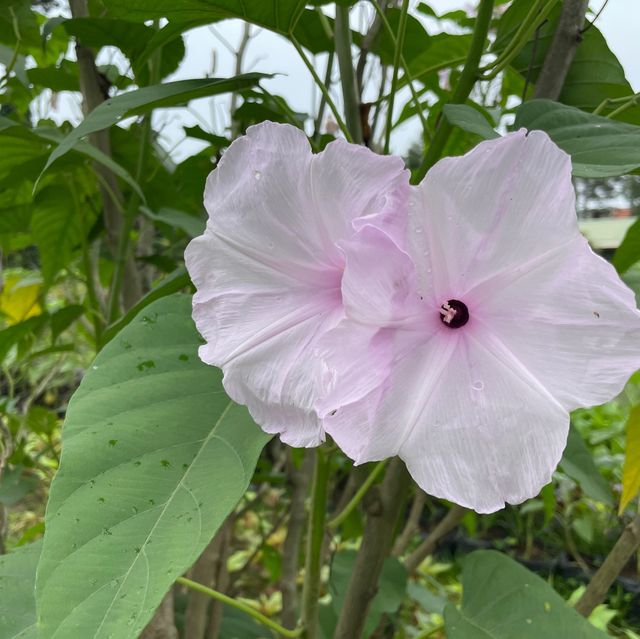 Angkor's Blooming Haven: Nature's Delight