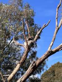Let’s Meet some Aussie’s Animals!