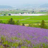 Endless fields of lavenders 🌹🌸💐🌺