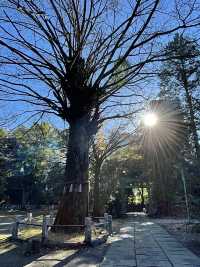 【東京都/赤坂氷川神社】生け花スタイルの花手水のある神社