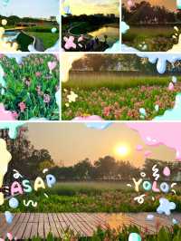 🌿🌺🌅 觀瀾河濕地公園～花海日落驚艷🌿🌺🌅