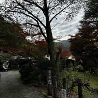 Autumn foliage sightings 