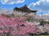 ชมซากุระที่เมืองเทนริ จ.นารา