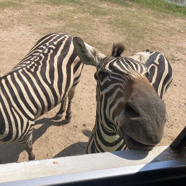 來泰國🇹🇭摸摸長頸鹿🦒～摸摸斑馬🦓～摸摸鹿🦌