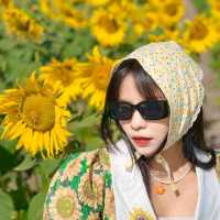 ทุ่งทานตะวันเขาใหญ่ บานสะพรั่งรับลมหนาว🌻