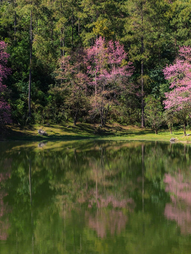 ดอยอินทนนท์ 🌿 มุมถ่ายรูปตรงนี้ก็สวยนะ 