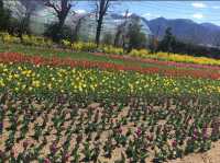 Herb garden travel diary