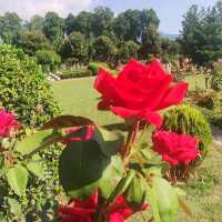 Nishat Garden Srinagar 