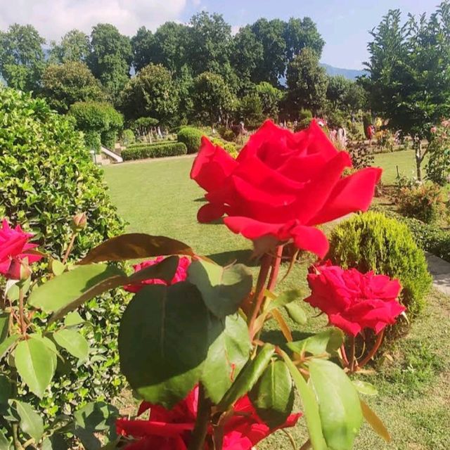 Nishat Garden Srinagar 