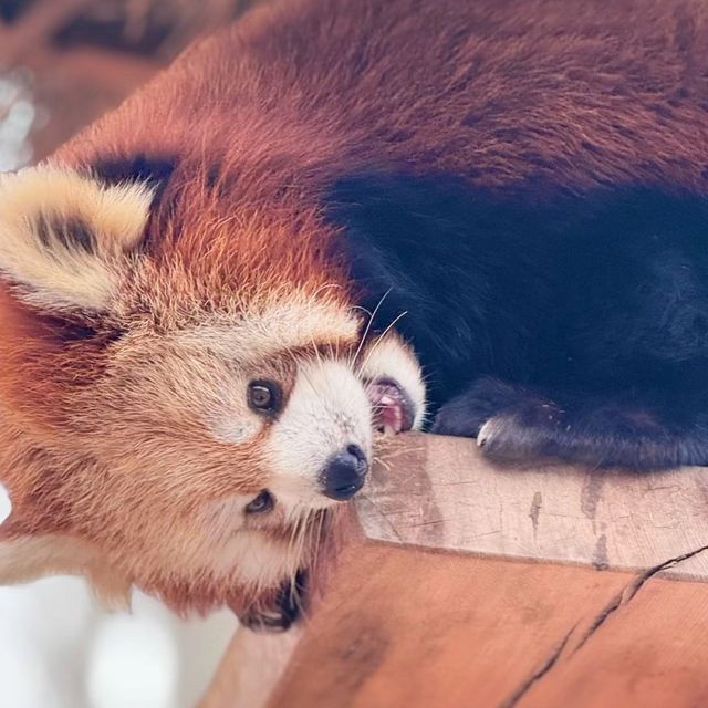 大森山動物園~可愛玩鬧 大森山動物園~可愛玩鬧
